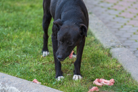 Black stray dog eating meat on the street, close up. Hungry animal are eating the bone on groundの写真素材