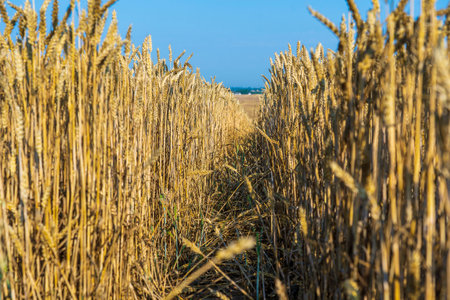Golden wheat field on a sunny day against blue sky in the morning, close up. harvest concept. Wheat...