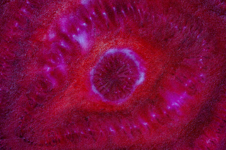 Fresh beetroot slice texture, close up. Red ripe beetroot surface background, macro. top viewの写真素材
