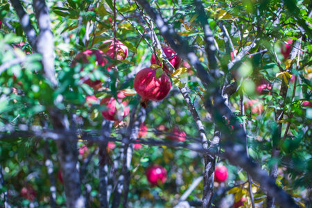 Fresh red pomegranate on tree in a farm garden, Turkeyの写真素材