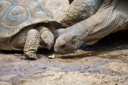 The Seychelles giant tortoise or aldabrachelys gigantea hololissa, also known as the Seychelles domed giant tortoise. Giant turtle in island Mauritius, close upの写真素材
