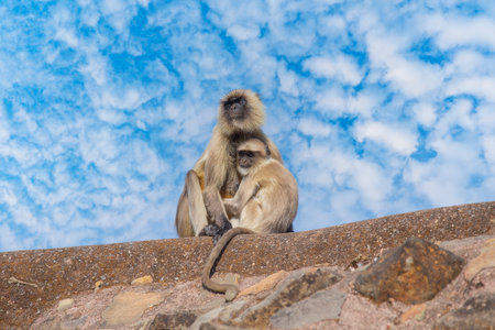 Langur monkey family in the town of Mandu, India. close upの写真素材
