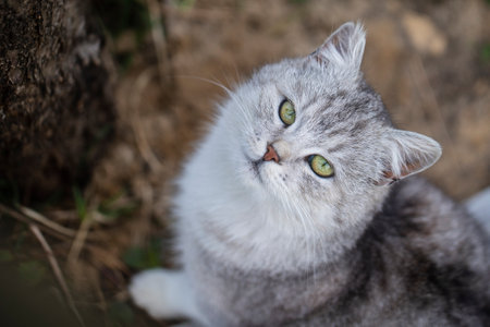 Beautiful portrait of scottish straight cat in the spring garden, close up. Gray striped scottish straight-eared catの写真素材
