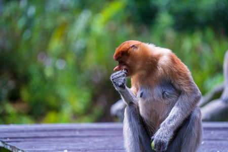Family of wild Proboscis monkey or Nasalis larvatus, in the rainforest of island Borneo, Malaysia,...