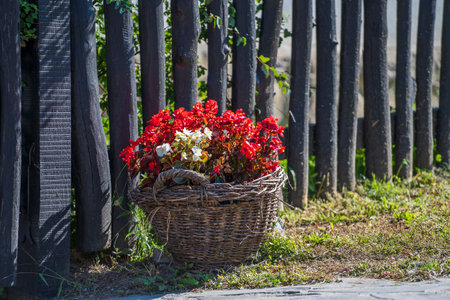 Garden composition with flowers in a round wicker basket in the yard, against the background of a old wooden fence in the ethnographic village of Holloko in Hungaryの写真素材