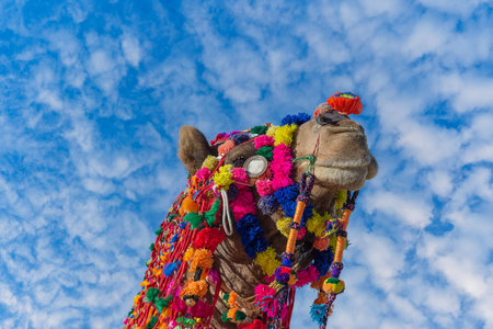 Head of decorated camel head in desert Thar during the annual Pushkar Camel Fair near holy city Pushkar, Rajasthan, India. close upの写真素材