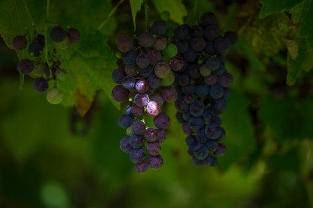 Close-up image of grapes in the vineyards on a sunny day in northern Montenegro
