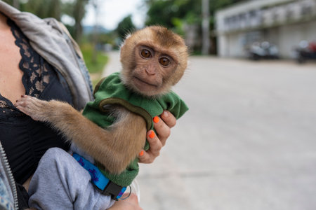 Beautiful young monkey in clothes sits on the hands of a girl, close up, Thailandの写真素材