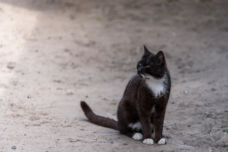 Portrait of one black cat on the street, close upの写真素材