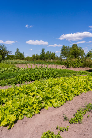 agricultural industry. Growing lettuce on field. Organic vegetable garden Ukraine