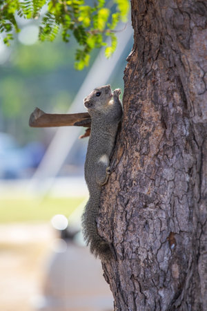 Cute squirrel on the tree in street park, Myanmar. close upの写真素材