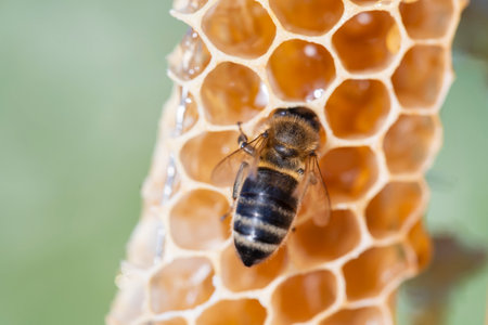 Bee on the honeycomb, macro photo. Bees produce fresh, healthy, honey. Beekeeping conceptの写真素材