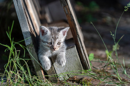 Little newborn gray kitten are waiting for the cat. Cute funny home pets. Close up domestic animals. Kitten at one month old of life on nature, outdoorsの写真素材
