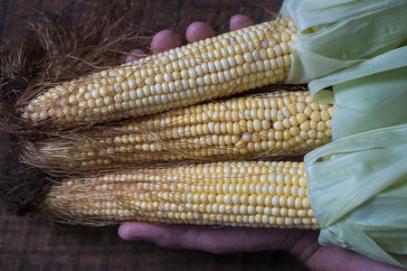 Raw sweet corn in man hand. Top view, close up, copy space. healthy food conceptの写真素材