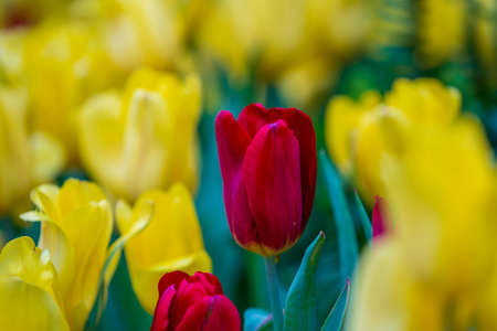 Beautiful colorful red and yellow tulips background. Field of spring flowers. Flower bed tulips in Danang, Vietnam, close upの写真素材