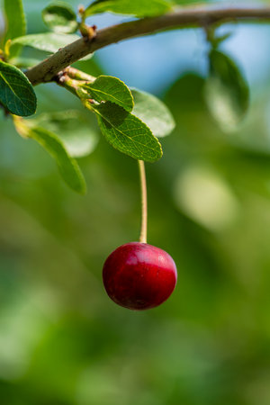 Close up of a sour cherry on a tree branch in gardenの写真素材
