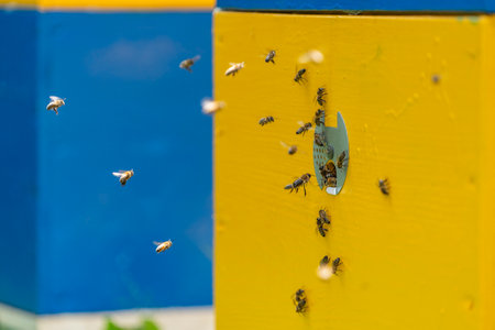 Honey bees fly next to the bee hive in the apiary to collect honey, close up, slow motion. beekeeping in the country sideの写真素材