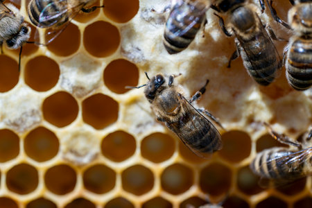 Many working bees on honeycomb, close up. Colony of bees in apiary. beekeeping in the countryside....