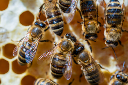 Many working bees on honeycomb, close up. Colony of bees in apiary. beekeeping in the countryside....