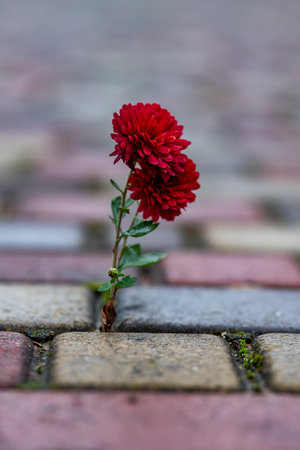 Red chrysanthemum growing through paving stones on street, close up. Flower growing on paving stone road backgroundの写真素材