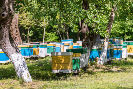 Many set of wooden beehive in the spring garden in the apiary to collect honey. A row of colorful...