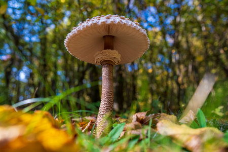 Macrolepiota procera or Lepiota procera mushroom growing in the autumn forest, close up. Beauty with long slim leg with sliding ring and large scaly hatの写真素材
