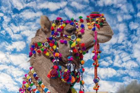 Decorated camel head in desert Thar during the annual Pushkar Camel Fair near holy city Pushkar, Rajasthan, India. Close upの写真素材