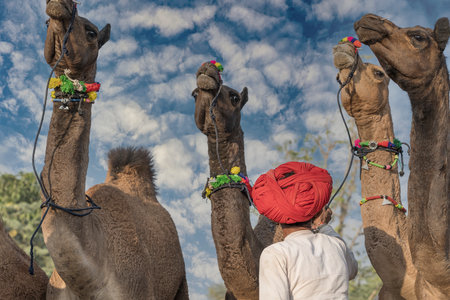 Indian man in a red turban in the desert Thar during Pushkar Camel Mela near holy city Pushkar, Rajasthan, India. This fair is the largest camel trading fair in the worldの写真素材