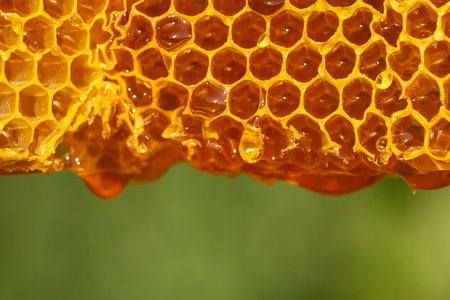 Honey dripping from honey comb on nature background, close up. Sweet drop of honey on the honeycomb. Healthy food concept. Honey in combinationsの写真素材