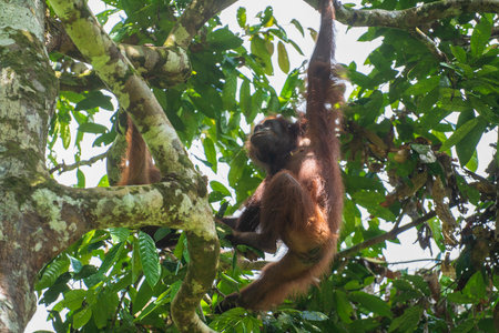 Wild endangered orangutan in the rainforest of island Borneo, Malaysia, close up. Orangutan monkey...