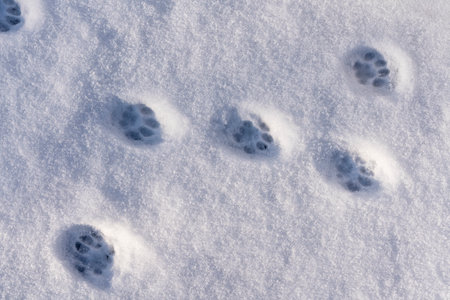 Cat footprints in the white snow in the winter, close up, top viewの写真素材