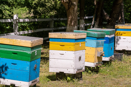 Many set of wooden beehive in the spring garden in the apiary to collect honey. A row of colorful...