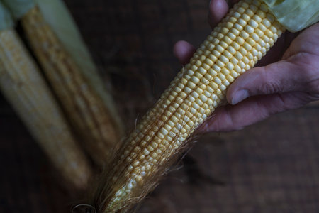 Raw sweet corn in man hand. Top view, close up, copy space. Healthy food concept