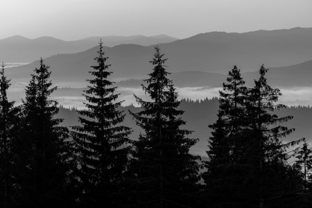 Fir trees, morning and Carpathian mountains at sunrise in the summer. Ukraine, Europe. Nature and environment concept. Black and whiteの写真素材