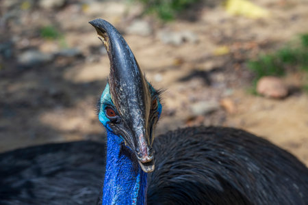 Portrait of the cassowary or Casuarius casuarius or Casuariidae family. Head, colorful tropical...