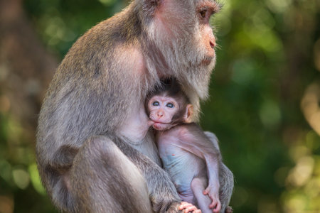 Portrait of baby monkey and mother at sacred monkey forest in Ubud, Bali, Indonesia. Close up