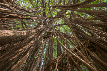 Old ancient Banyan tree with long roots that start at the top of the branches to the ground. Goa,...