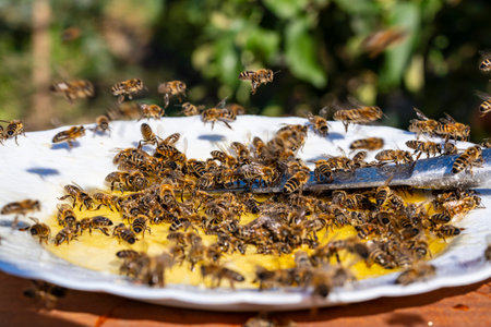 Fresh organic honey in white plate with many worker bees on garden background, close up. Honey harvesting. Healthy organic natural food concept, dietの写真素材