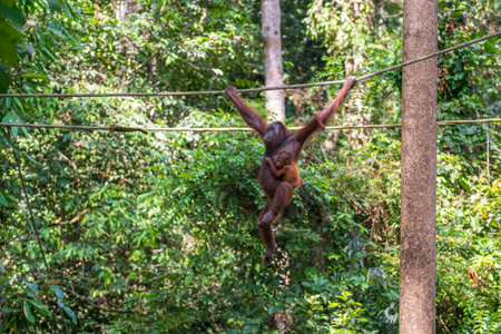 Female orangutan with her baby in the rainforest of island Borneo, Malaysia, close up. Orangutan mom and baby in natureの写真素材