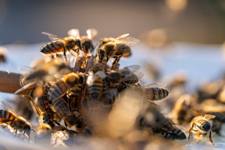 Fresh organic honey and wooden dipper in plate with many worker bees, close up. Honey harvesting....