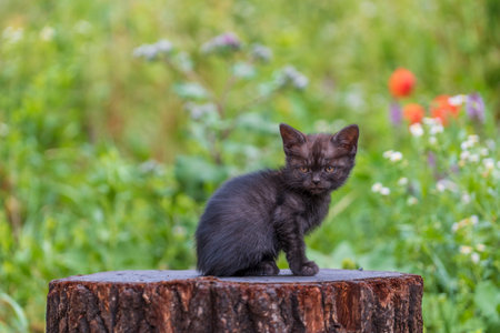 Little black gray kitten are waiting for the cat. Cute funny home pets. Close up domestic animal. Kitten at two months old of life on nature, outdoorsの写真素材