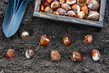 Tulip bulbs planted in soil and wooden box with shovel, close up. Gardening conceptの写真素材