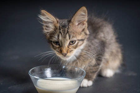 Little gray kitten eats milk food from a glass plate on a black background. Kitten at two months old of life, indoors. Cute funny home pets. Close up domestic animalの写真素材