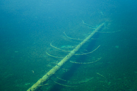 Pine tree under water in the Plitvice lake, Croatia, Central Europe, travel and nature conceptの写真素材