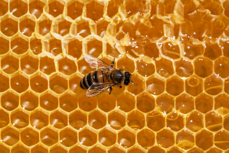 Honey bee on honeycomb background, close up. Fresh honey with wild bee on honey combs. Healthy food concept and wild insectsの写真素材
