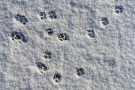 Cat footprints in the white snow in the winter, close up, top viewの写真素材