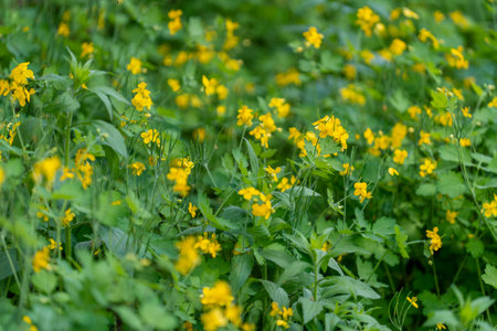 Lesser celandine flowers in spring meadow, close up. Field with yellow flowers in spring