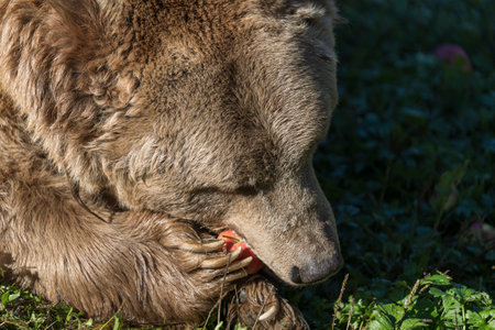 Big brown bear eating apple in the Carpathian mountains during dawn on a autumn day, close up. West Ukraineの写真素材