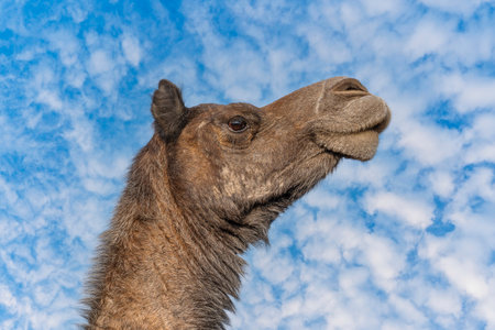 Head of camel on blue sky background in desert Thar during the annual Pushkar Camel Fair near holy city Pushkar, Rajasthan, India. Close upの写真素材