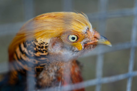 Birds - Common Pheasant or Phasianus colchicus in a metal cage, close up